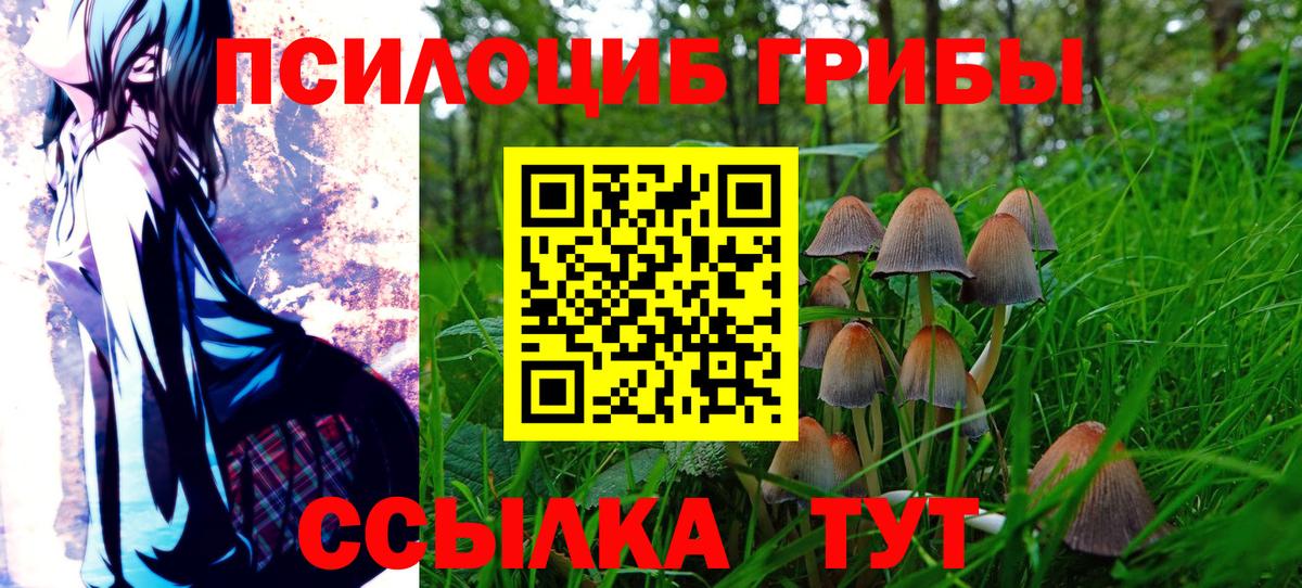 Псилоцибиновые грибы Psilocybe Узловая